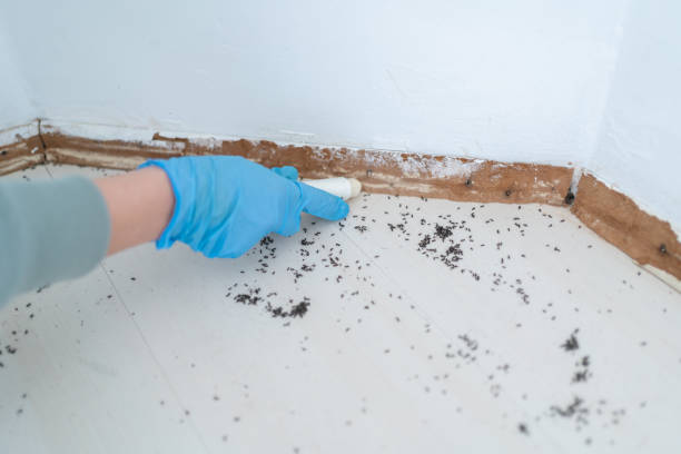 Best Flea Control Services  in Amherst, WI